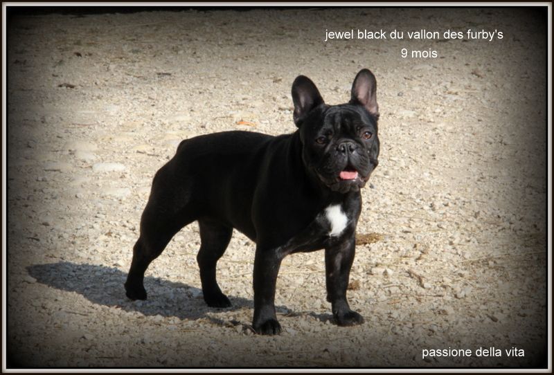 Jewel black du vallon des furby's