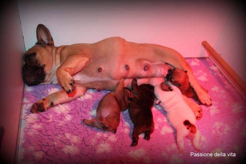 chiot Bouledogue français Passione Della Vita