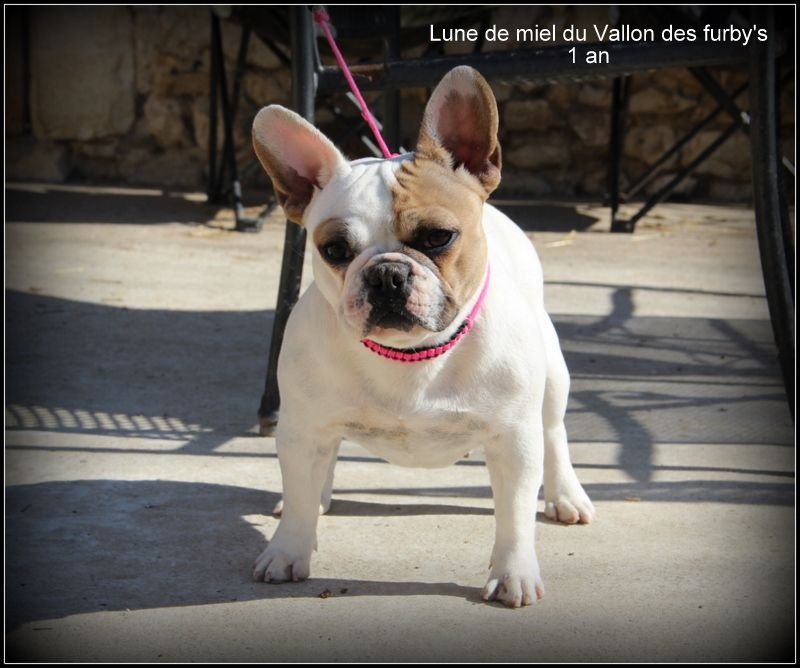 Lune de miel du vallon des furby's
