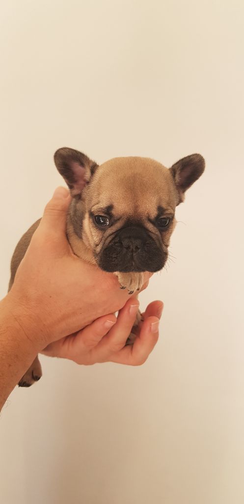 Passione Della Vita - Chiots disponibles - Bouledogue français